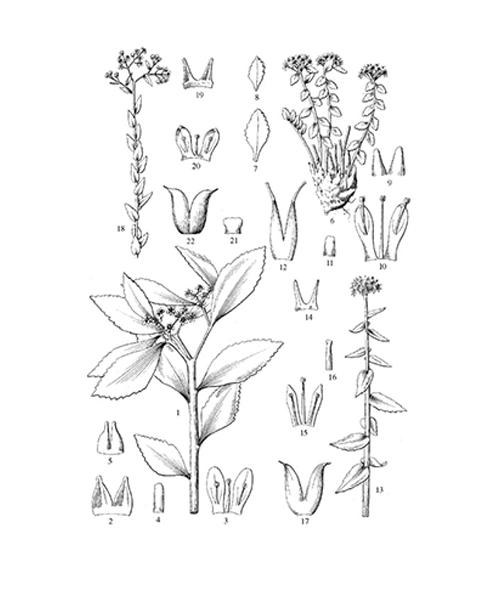 Natural compounds from  Rhodiola crenulata